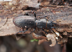 Mecodema sculpturatum