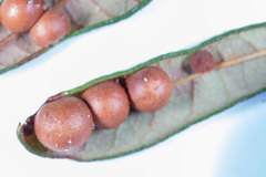 Belonocnema fossoria