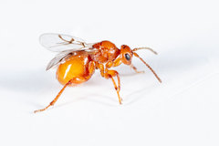 Belonocnema fossoria