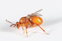 Belonocnema fossoria