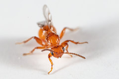 Belonocnema fossoria