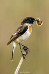 Siberian Stonechat photo 6