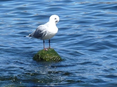 Chroicocephalus serranus