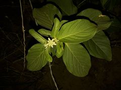 Alternanthera pubiflora