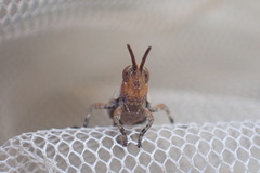 Sigaus campestris