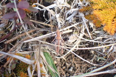 Sigaus campestris