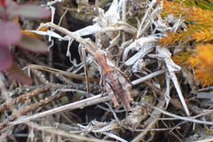Sigaus campestris