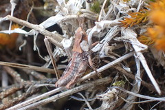 Sigaus campestris