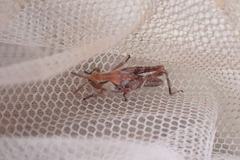Sigaus campestris