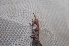 Sigaus campestris