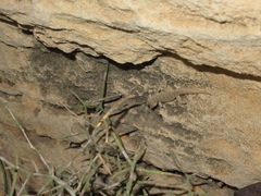 Mediodactylus orientalis