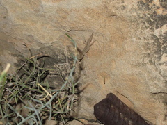 Mediodactylus orientalis