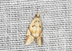 Euphona euphona