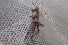 Sigaus campestris