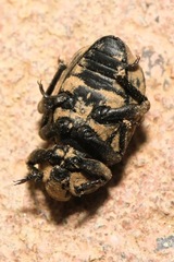 Minyops variolosus