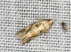 Euphona euphona