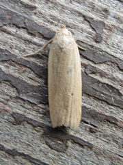 Gonioterma mistrella