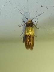 Stathmopoda callichrysa