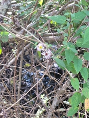 Ampelaster carolinianus