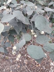 Capparicordis crotonoides