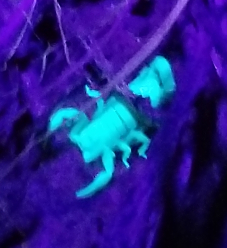 Scorpiones