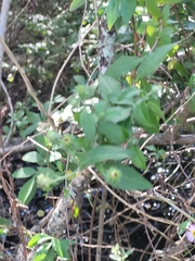 Ampelaster carolinianus