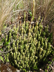 Phlegmariurus saururus