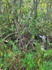 Ampelaster carolinianus