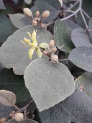Capparicordis crotonoides