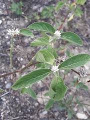 Alternanthera pubiflora