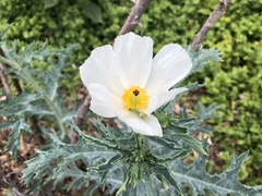 Argemone glauca