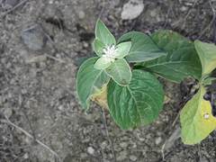 Alternanthera pubiflora