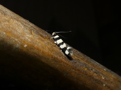 Macrobathra platychroa