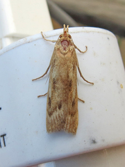 Occidentalia comptulatalis