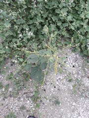 Sidastrum paniculatum