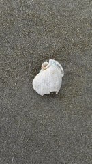 Semicassis centiquadrata