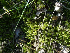 Rhytidiadelphus squarrosus