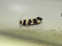 Macrobathra platychroa