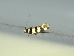 Macrobathra platychroa