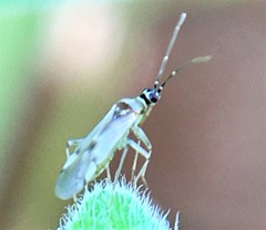 Engytatus modestus