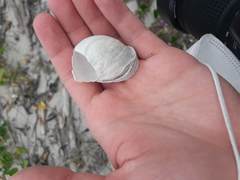 Porphyrobaphe iostoma