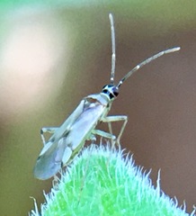 Engytatus modestus