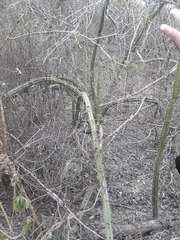 Praecereus euchlorus diffusus