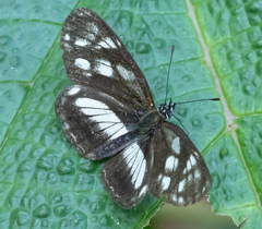 Eresia letitia