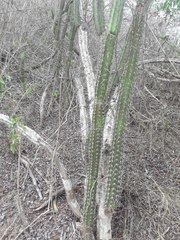 Praecereus
