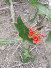 Jatropha nudicaulis
