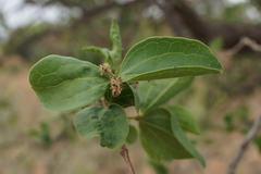 Strychnos cocculoides