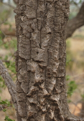 Strychnos cocculoides