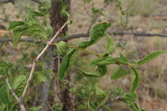 Strychnos cocculoides