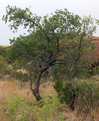 Strychnos cocculoides